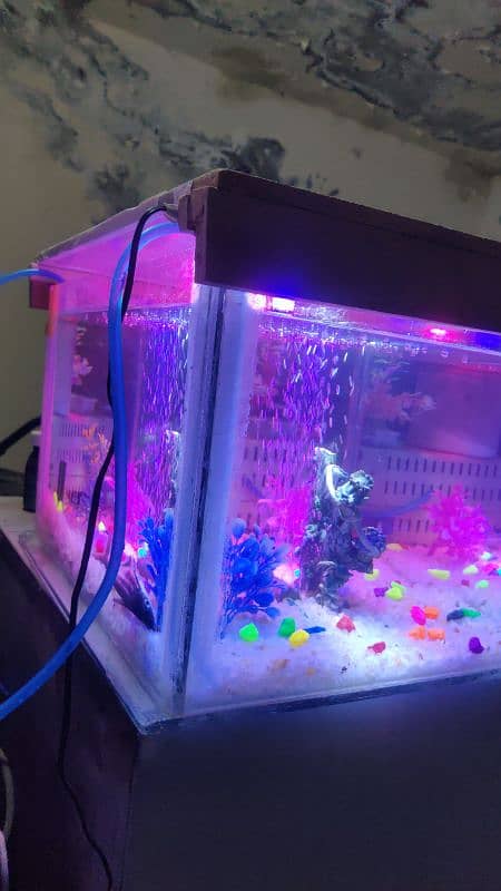 for sale fish aquarium 2