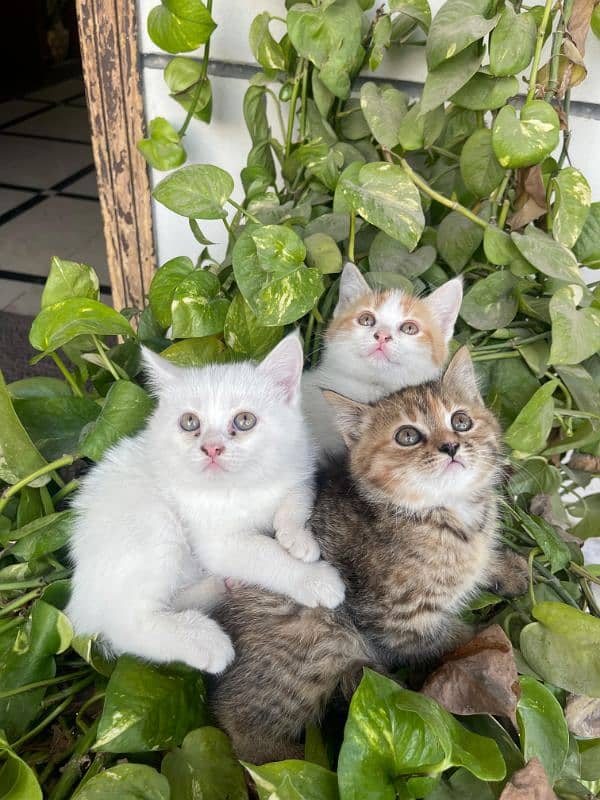 3 months old kittens 6