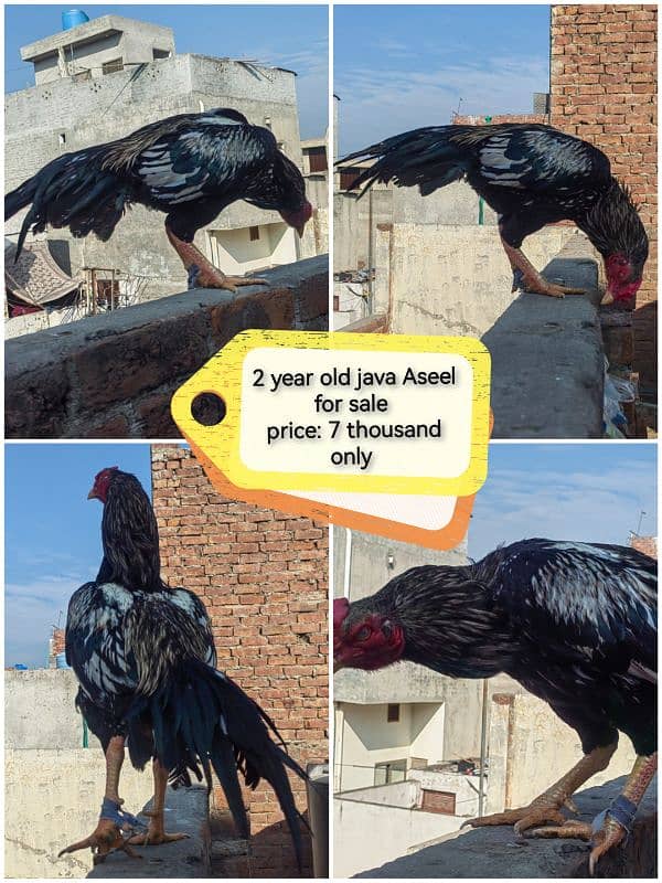 2 month aseel chicks for sale 5