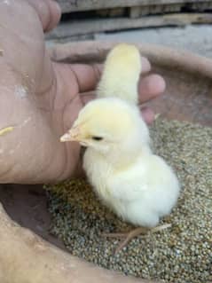 heera aseel chicks for sell