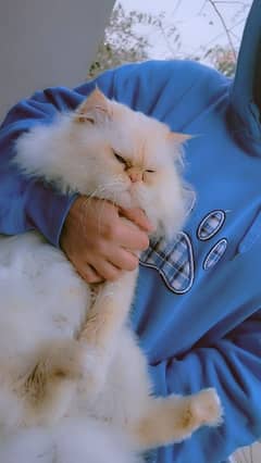 peke face persian adult tamed male