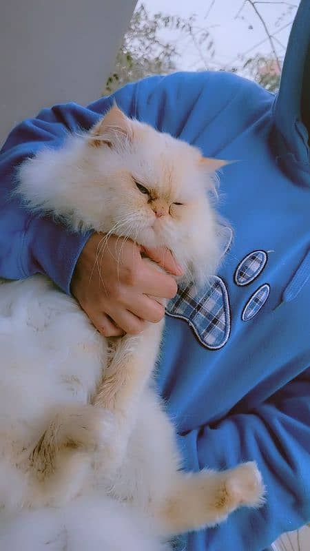 peke face persian adult tamed male 0