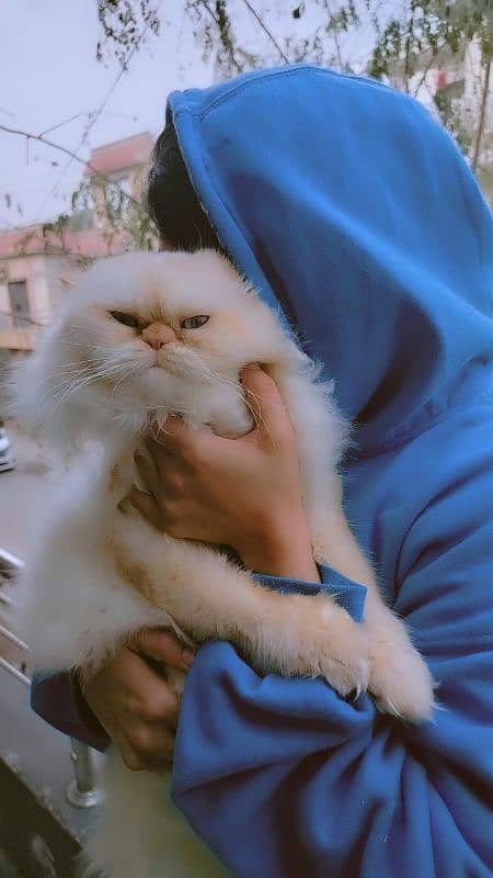 peke face persian adult tamed male 1