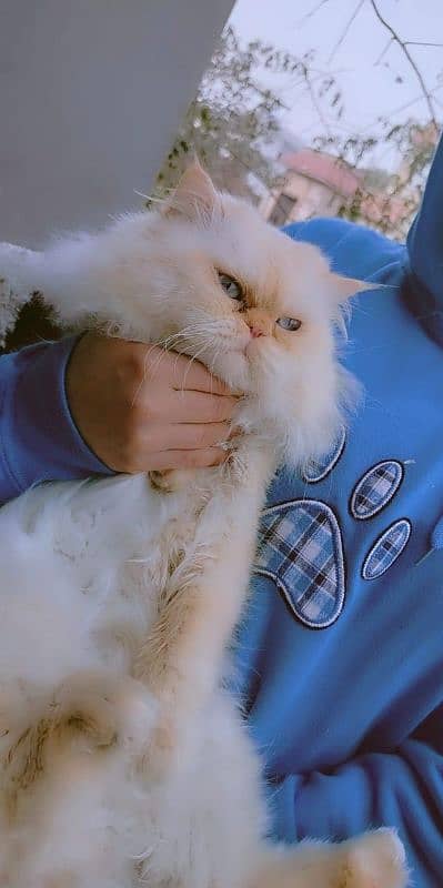 peke face persian adult tamed male 3