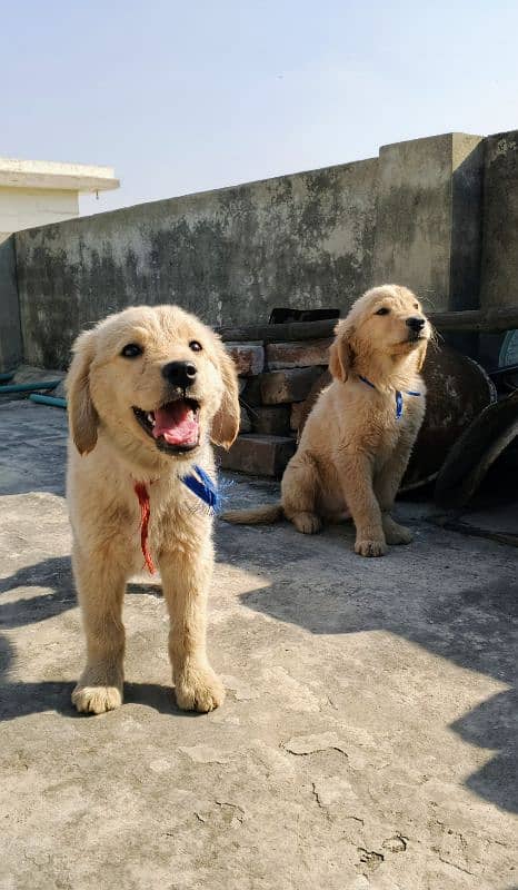 Golden Retriever Puppies 12