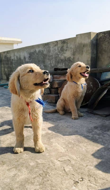 Golden Retriever Puppies 13