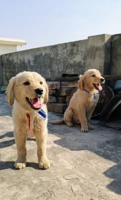 Golden Retriever Puppies