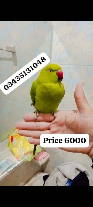 03435131048 Green ringneck parrot handtame 0