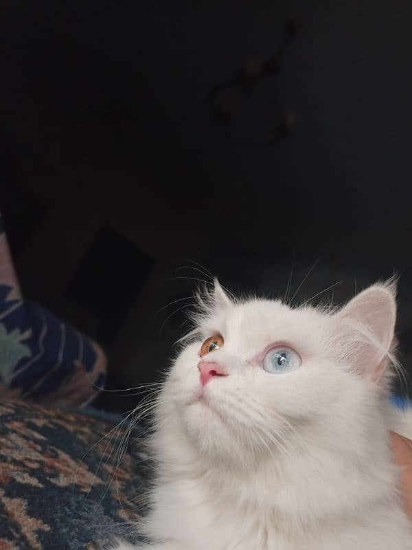 Persian Cat FOR SALE for 10000rs 0