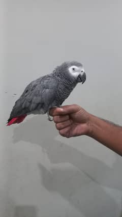 African grey bonded pair