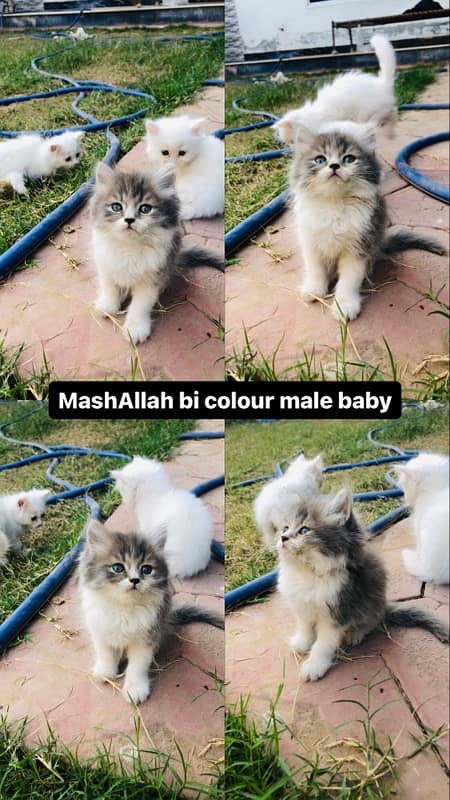 pure persian male kittens available 1