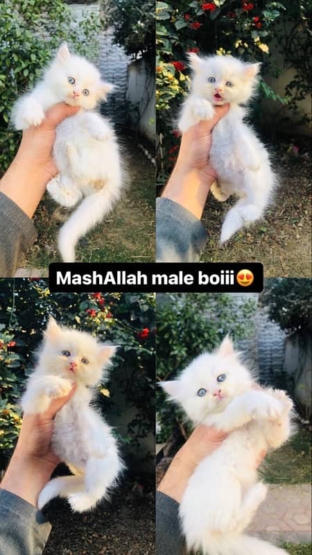 pure persian male kittens available 2