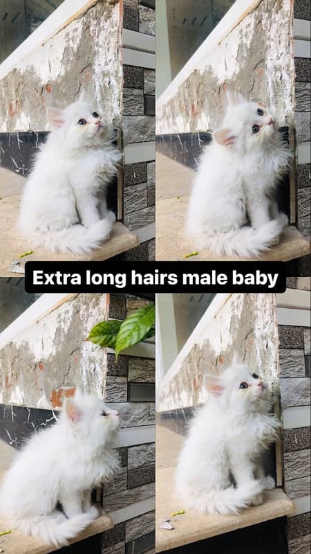 pure persian male kittens available 3