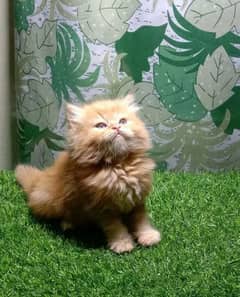 Persian kittens available female male both available