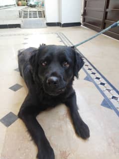 Female - Black - Flat Coated Retriever - 2 Years