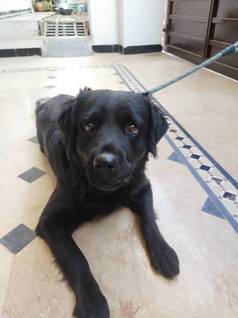 Female - Black - Flat Coated Retriever - 2 Years 0