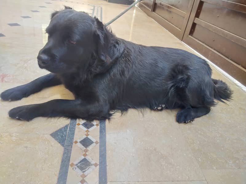 Female - Black - Flat Coated Retriever - 2 Years 1