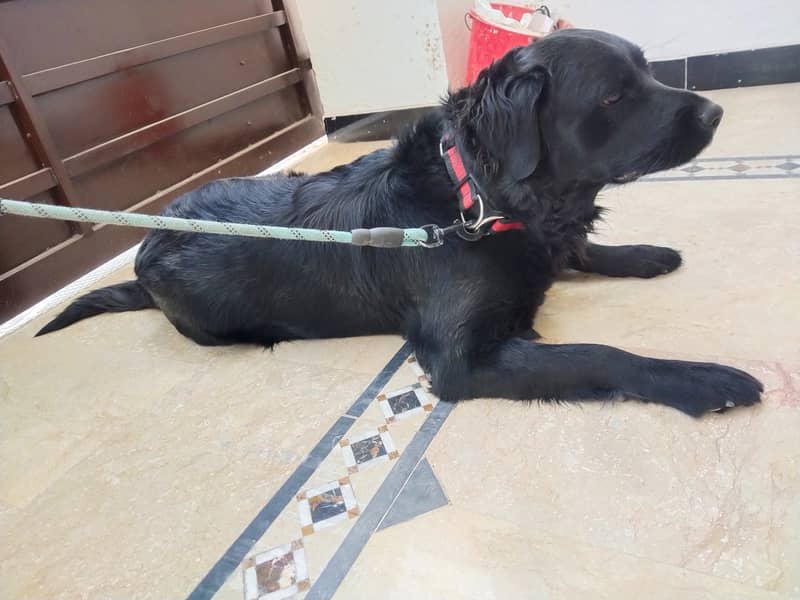 Female - Black - Flat Coated Retriever - 2 Years 2