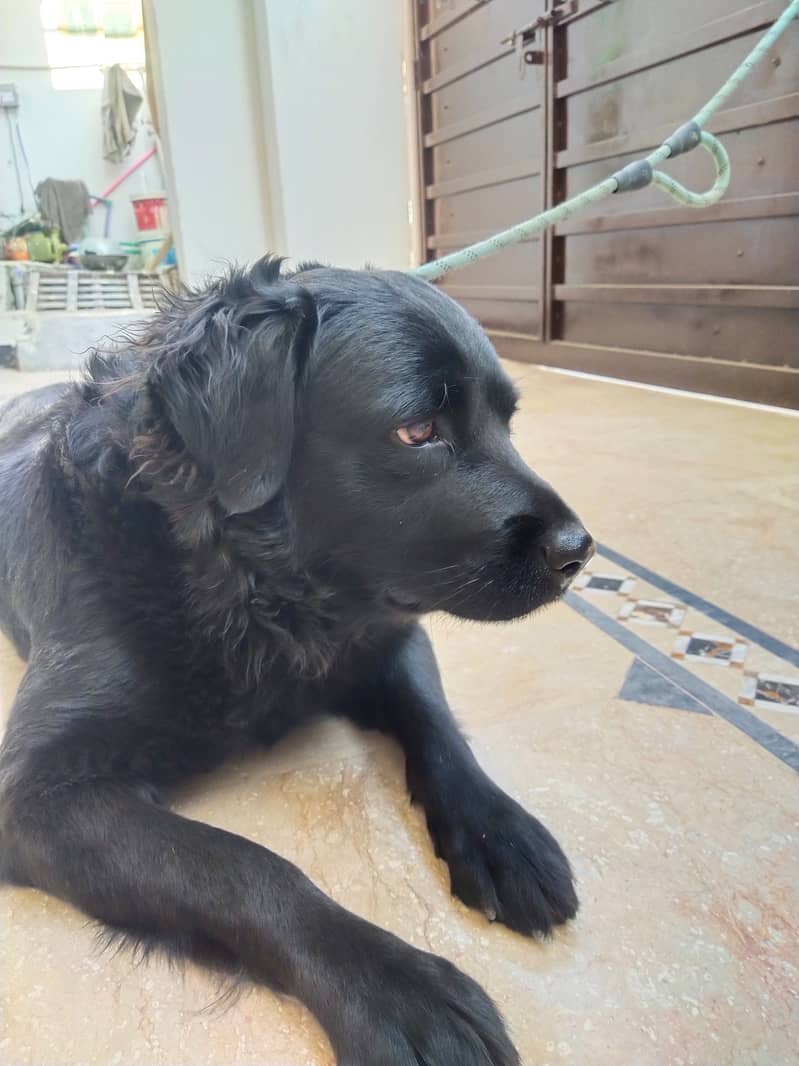 Female - Black - Flat Coated Retriever - 2 Years 4