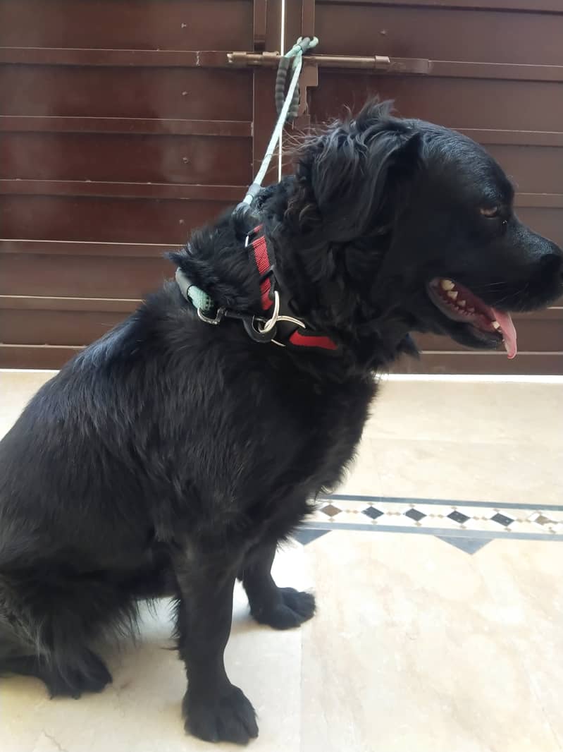 Female - Black - Flat Coated Retriever - 2 Years 5