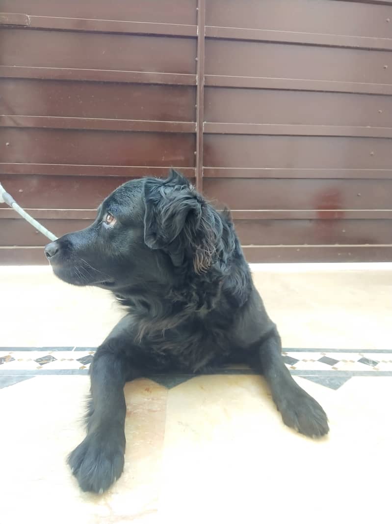 Female - Black - Flat Coated Retriever - 2 Years 6