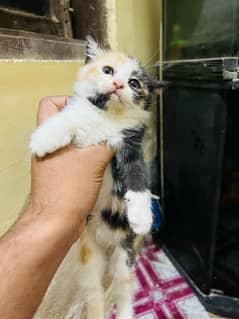 Female cat with kittens