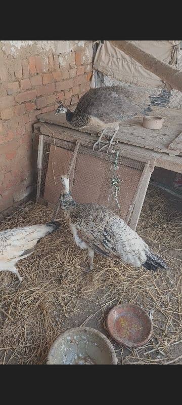 Moor /peacock chicks 3 chicks  home bread 0