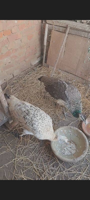 Moor /peacock chicks 3 chicks  home bread 3