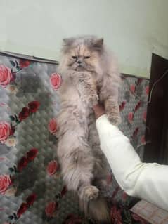 persian cat for sale