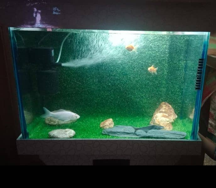 Fish Aquarium Good Condition 0