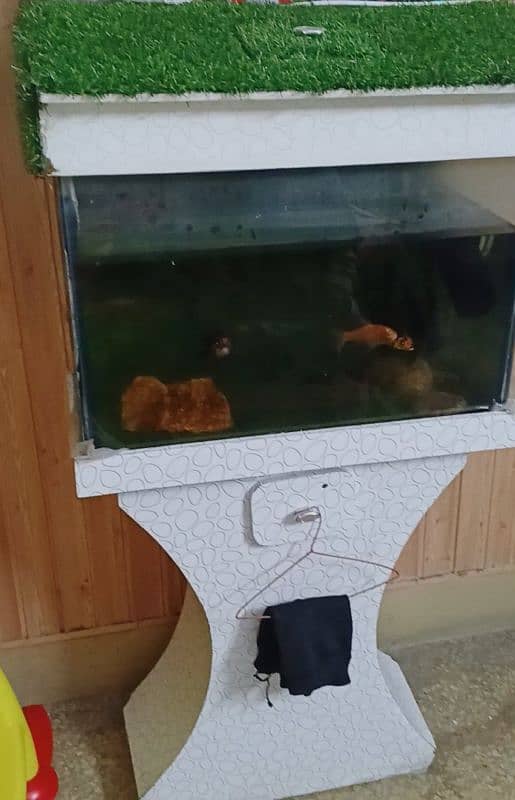 Fish Aquarium Good Condition 1