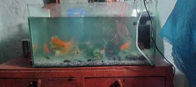 Gold Fishes Whole Setup for Sale