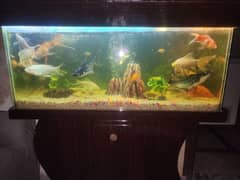 full setup for sale total fish 24