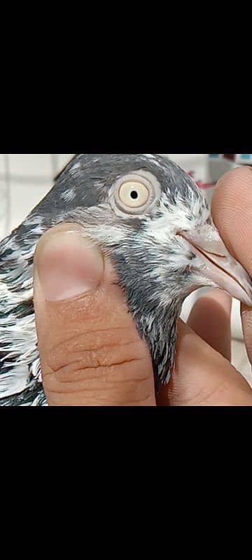 Saharanpuri pigeon 1