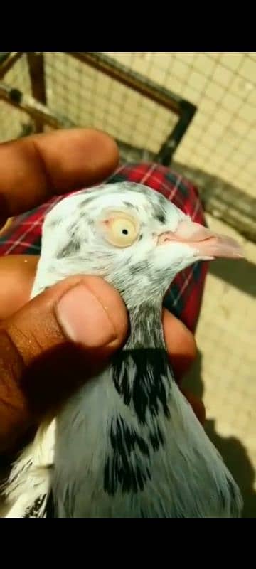 Saharanpuri pigeon 4