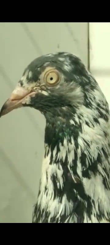 Saharanpuri pigeon 5