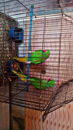 green ringneck Parrot