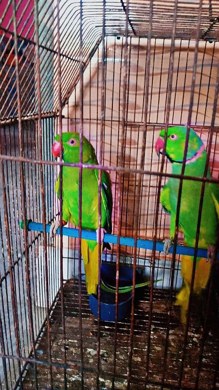 green ringneck Parrot 4