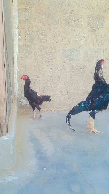 black Japanese shamo pair 1 male and 1 female age 2 year . 3