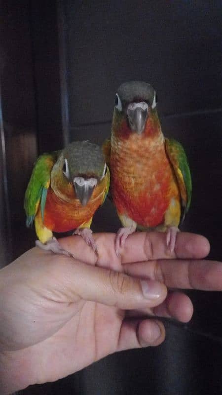 conure babies/chicks pair parrot 1