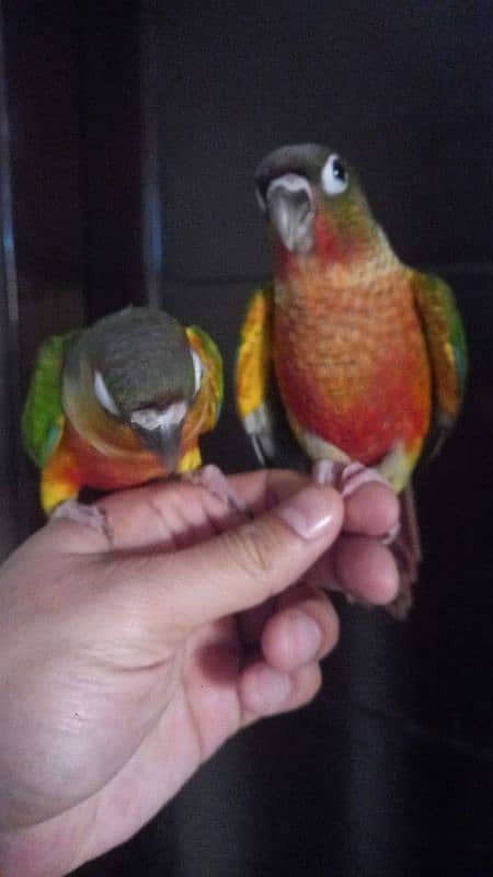 conure babies/chicks pair parrot 2