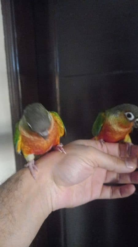 conure babies/chicks pair parrot 3