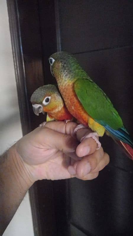 conure babies/chicks pair parrot 4