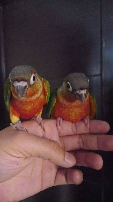 conure babies/chicks pair parrot 5