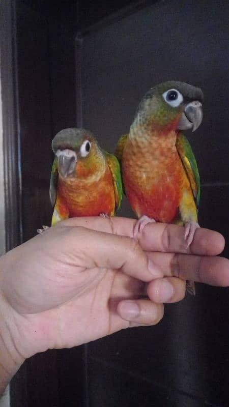 conure babies/chicks pair parrot 0