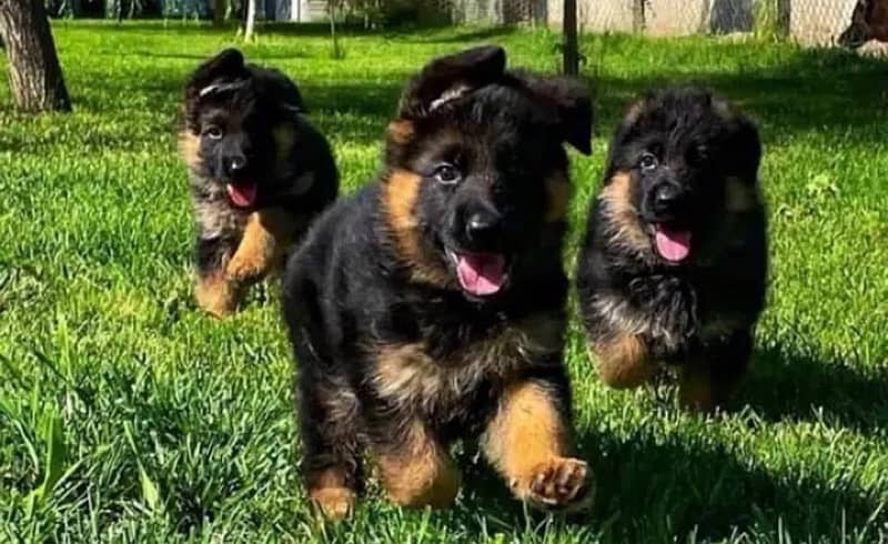 German Shepherd Puppies 0