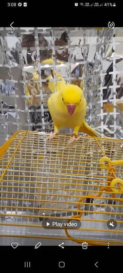 yellow ringneck male