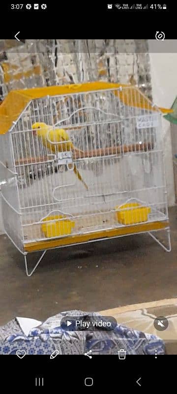 yellow ringneck male 1