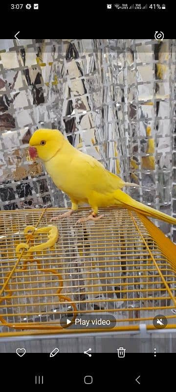 yellow ringneck male 6