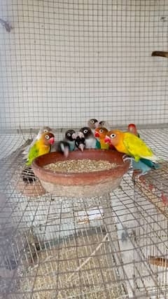 love birds setup for sale urgently